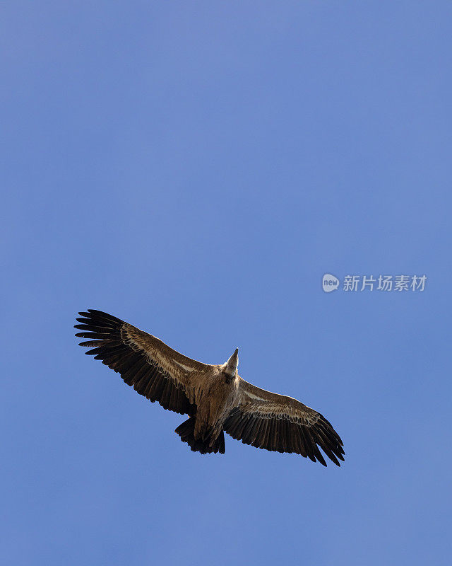 一只野生欧亚狮鹫秃鹫，Gyps fulvus，滑翔，西班牙